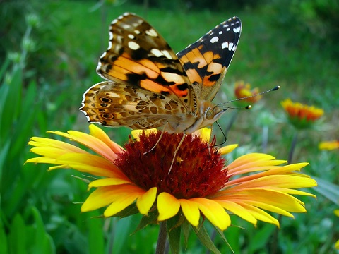 Makro fotografia w pochumrny dzień, źródło zdjęcia: sxc.hu