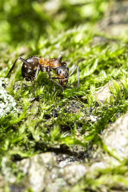 Fotografia Makro. Fot. Tomasz Sergej