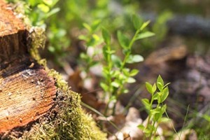 Średnia jakość - średnia kompresja - średni rozmiar pliku