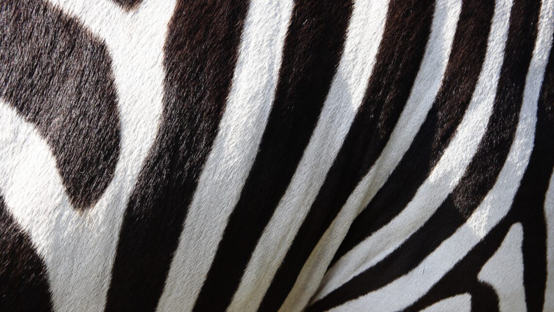 Dlaczego zebry mają paski?